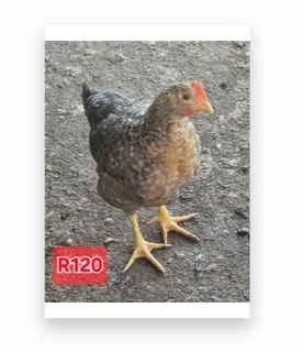 Chickens and rabbits for sale!