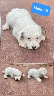 Maltese X Jack-A-Poo