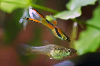 Aquarium fish - Endlers