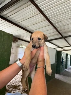 Puppies - Ad posted by Deirdre Ferreira