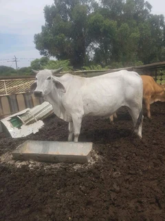Cows for sale