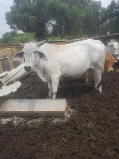 Cows for sale