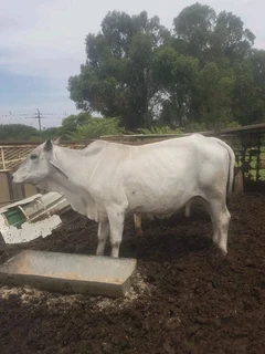 Cows for sale