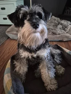  Adorable Miniature Schnauzer Puppies – Available 8th Jan 2026! 