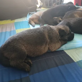 German shepherd puppies