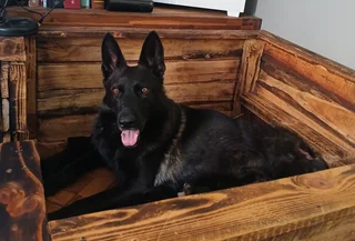 German shepherd puppies