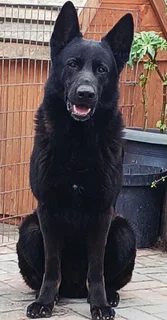 German shepherd puppies