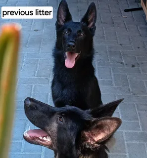 German shepherd puppies