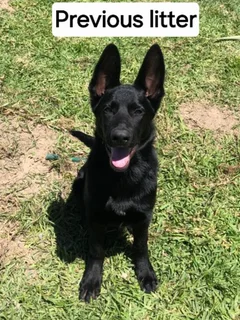 German shepherd puppies
