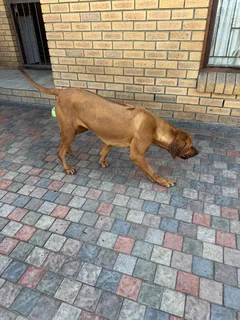 Rhodesian Ridgeback puppies for sale