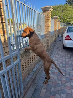 Rhodesian Ridgeback puppies for sale