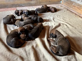 Rhodesian Ridgeback puppies for sale