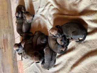 Rhodesian Ridgeback puppies for sale