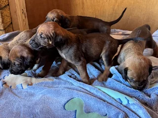Rhodesian Ridgeback puppies for sale