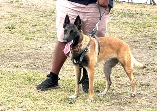 Belgian malinois puppies