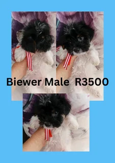 Yorkshire Terriers for sale