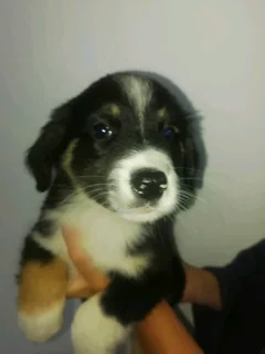 Border Collies Puppies