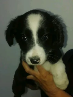 Border Collies Puppies