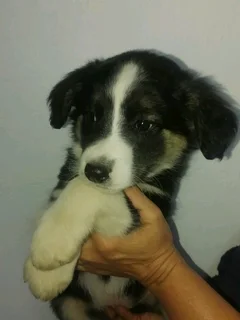 Border Collies Puppies