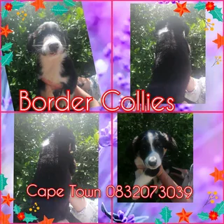 Border Collies Trio Colours