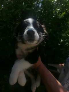 Border Collies Trio Colours