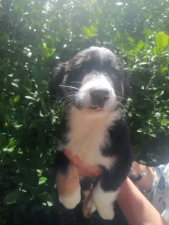 Border Collies Trio Colours