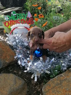 Miniature Dachshund Puppies