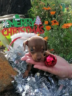 Miniature Dachshund/Worshondjies