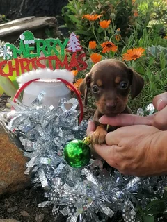 Miniature Dachshund/Worshondjies