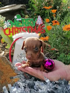Miniature Dachshund/Worshondjies