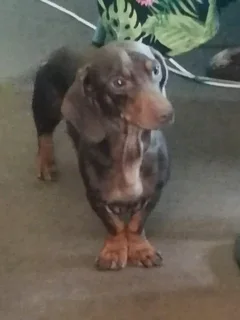 Miniature Dachshund/Worshondjies