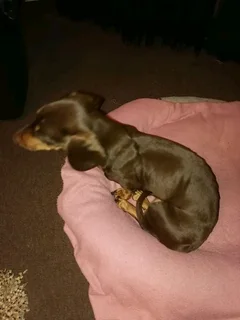 Miniature Dachshund/Worshondjies