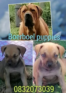 Boelies Puppies