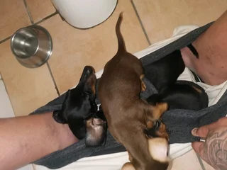 Minituare Daschund pups for sale, certified pedigree