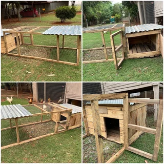 Chicken - Ad posted by Mandy Whitfield