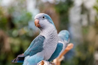 Hand reared Blue Quaker Parrots for sale