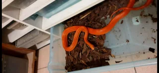Corn snakes to good homes