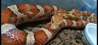 Corn snakes to good homes