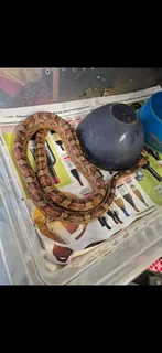 Adult male corn snake (normal)