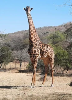 Game farm &amp; venue on 165ha with 1km riverfront. Brits, North West. Price reduced to sell. R25M