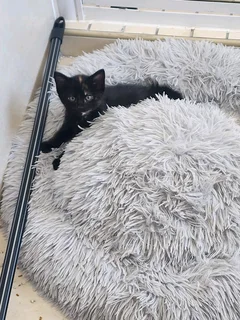 Kittens ready to go.