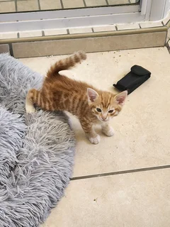 Kittens ready to go.