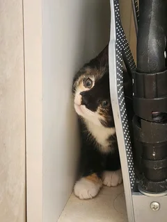 Kittens ready to go.