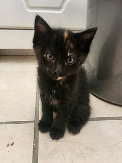 Kittens ready to go.