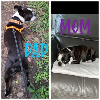 Boston Terrier puppies for sale