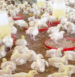 5 weeks old Chickens