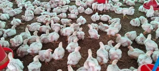 5 weeks old Chickens