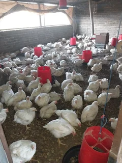 5 weeks old Chickens