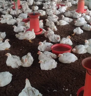 5 weeks old Chickens