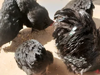 Orpington Rooster and 4 hens for sale